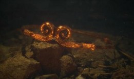 悟空外媒爆料最新消息,外媒最新热点资讯大盘点